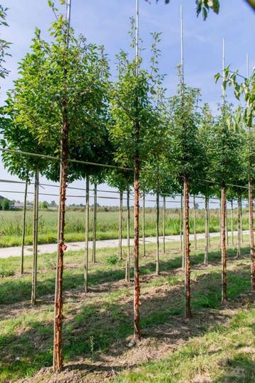 Acer griseum hoogstam 12/14