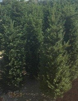 Taxus baccata | venijnboom 120-140 cm kluit | € 22,00, Ophalen, Taxus, Haag, 100 tot 250 cm