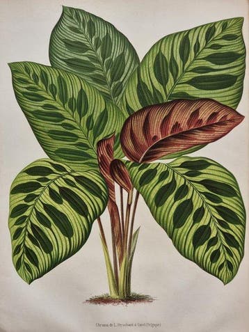 Alfred Cogniaux & Élie Marchal - Calathea makoyana Plantes