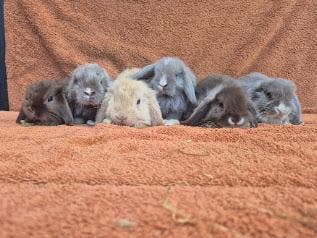 Lieve NHD van hobbyfokker tam gecastreerd hangoor dwerg, Meerdere dieren, Dwerg, Hangoor, 0 tot 2 jaar