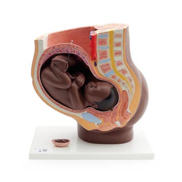 Anatomie model zwangerschap (40 weken), Nieuw