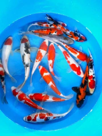 Hirasawa Marusei 22-27cm (Japanse Koi), Karper of Koi