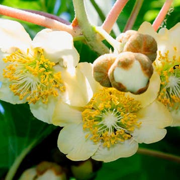 Kiwi Tuincollectie – 3 Planten, Verzenden