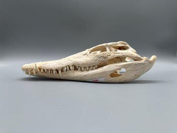 Nijlkrokodil Schedel - Crocodylus niloticus - 7 cm - 12 cm -, Nieuw