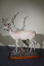 Fallow Buck fullmount Schedel - Dama dama - 140 cm - 174 cm, Nieuw