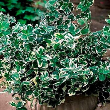Kardinaalsmuts Emerald Gaiety container (P0.5) Sierplanten, Verzenden, Overige soorten, Struik