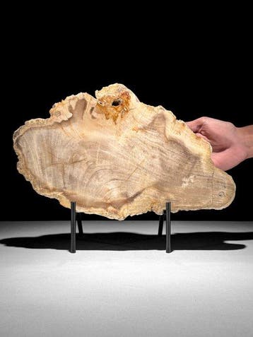 Prachtige snede van versteend hout op een op maat gemaakte