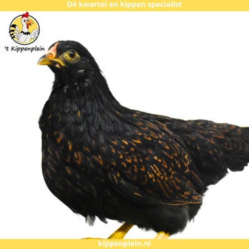 Barnevelder Kriel - Jonge Hennen te Koop - Handtam, Dieren en Toebehoren, Meerdere dieren, Kip