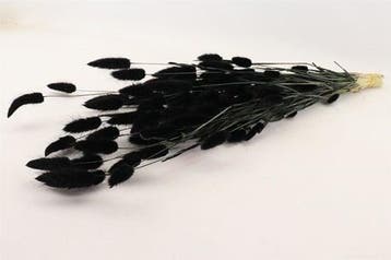 Lagurus Ovatus Pluimgras Graspluimen in hoes Zwart 100 gram, Ophalen of Verzenden, Nieuw