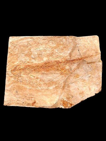 Gefossiliseerd dier - Salamander - 15 cm (Zonder
