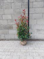 Photinia Fraseri Red Robin Haagplanten Verzending mogelijk, Verzenden, Overige soorten, Struik, 100 tot 250 cm