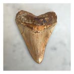 Megalodon - Fossiele tanden - 138 mm - 104 mm