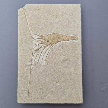 Fossiele garnaal - Gefossiliseerd dier - Carpopenaeus