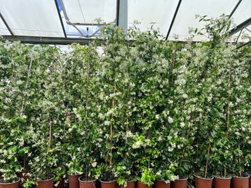 Toscaanse jasmijnen, wit, rose en geel 10/20 t/m 175/200 cm, Ophalen of Verzenden, Vaste plant, Klimplanten