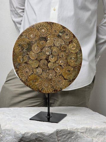 Ammoniet - Gefossiliseerd dier - Aioloceras (Cleoniceras)