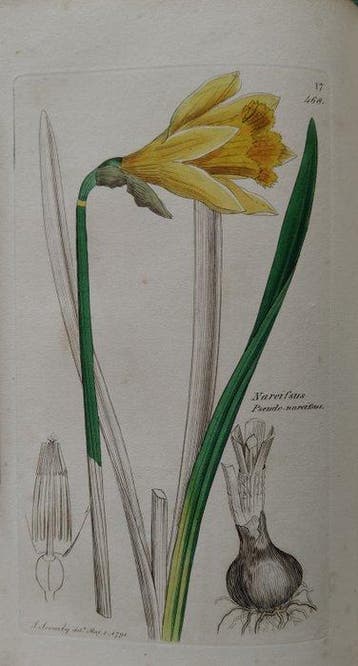 Sir James Edward Smith & James Sowerby - English Botany –