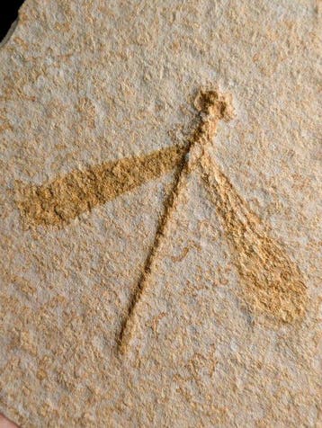 Volwassen fossiele juffer - Fossiele matrix - Odonata sp. -, Verzamelen