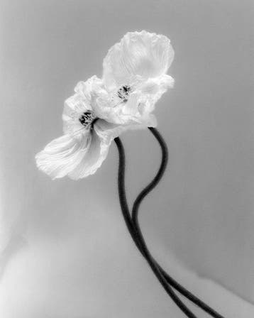 Ugne Pouwell - Coupled poppies