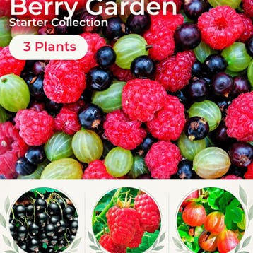 Bessen Tuin Starter Collectie – 3 Planten, Verzenden