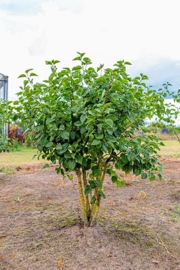 Syringa vulgaris Belle de Nancy meerstammig, Tuin en Terras