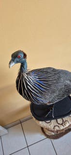 Gierpintade Taxidermie wandmontage - Acryllium vulturinum -, Nieuw