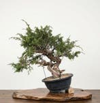 Bonsai van Itoigawa-juniperus - Hoogte (boom): 45 cm -