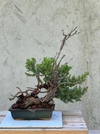 Jeneverbes bonsai (Juniperus) - Hoogte (boom): 30 cm -