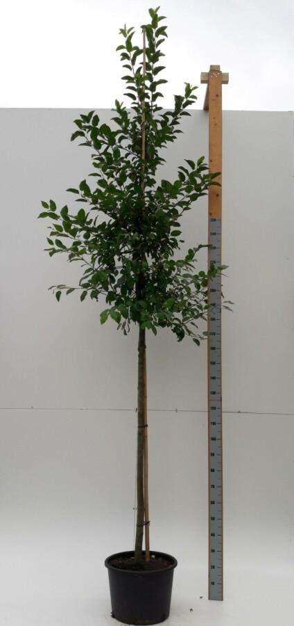 Malus Evereste hoogstam 6/8 180cm stam, Tuin en Terras, Planten | Tuinplanten
