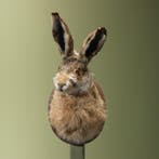 Haas Taxidermie Opgezette Dieren By Max, Ophalen of Verzenden, Nieuw, Wild dier, Opgezet dier