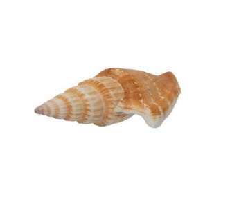 GEEN RESERVE --- Doxander vittatus (Strombus vittatus) – 68