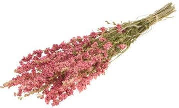 Delphinium droogbloem Rose Pink Naturel, Ophalen of Verzenden, Nieuw