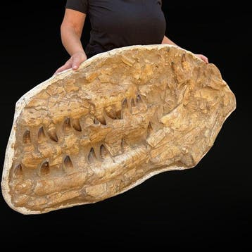 Spectaculaire kaak van de mosasauriër Prognathodon –