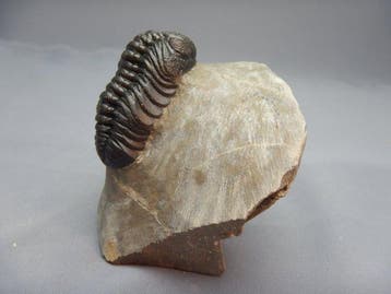 Trilobiet - Gefossiliseerd dier - Barrandeops ovatus