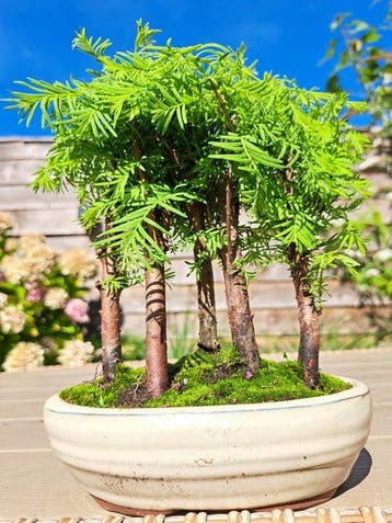 metasequoia bos in bonsaischaal - Hoogte (boom): 17 cm -