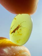 Hemiptera – grote-oogwants - Barnsteen - Natural Insect