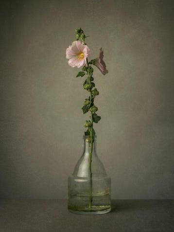 Tessa Posthuma de Boer - Hollyhock