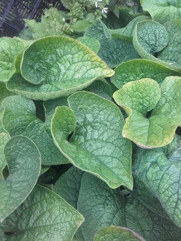 Brunnera macrophylla /Jack Frost  kaukasisch vergeetmijnietj, Ophalen of Verzenden, Lente, Vaste plant, Halfschaduw