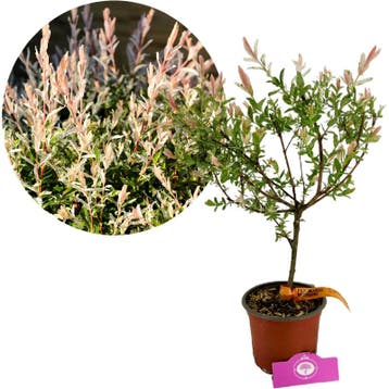 Salix integra Hakuro-nishiki + pot 17cm, Verzenden