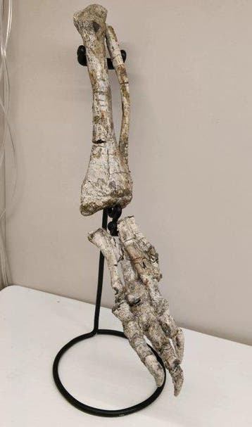 Fossiel bot - Psittacosaurus - 25 cm (Zonder minimumprijs), Verzamelen