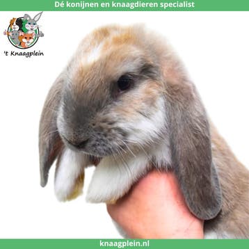 Tamme Franse Hangoren te koop! Gevaccineerd en Gecastreerd., Dieren en Toebehoren, Meerdere dieren, Groot, Hangoor, 0 tot 2 jaar