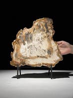 Prachtige schijf van zeldzaam rood versteend hout op een op
