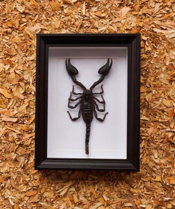 Schorpioen Taxidermie volledige montage - Scorpion, Nieuw