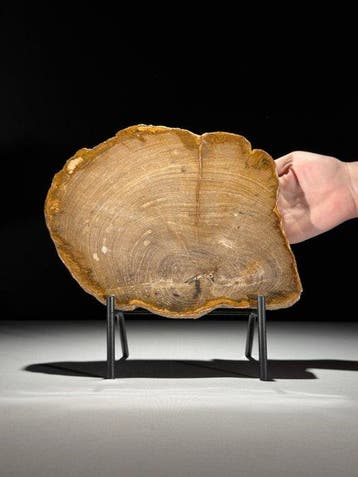 Prachtige schijf versteend hout op een op maat gemaakte