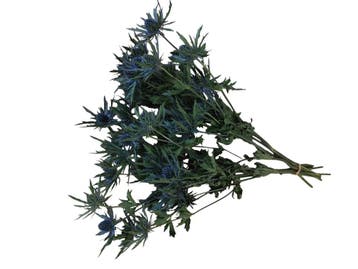 Eryngium Blue Star Natural Blue Distelbloemen bundel 10, Ophalen of Verzenden, Nieuw
