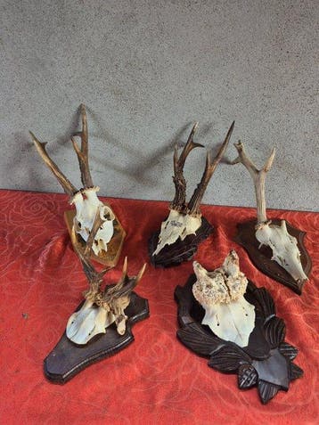 Ree Taxidermie wandmontage - Capreolus capreolus - lot de 5
