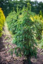 Taxus baccata Dovastoniana 120-140 met kluit, Ophalen, Conifeer, Struik, 100 tot 250 cm