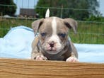 Old English Bulldog-pups, binnenkort beschikbaar!, Parvo, Nederland, 8 tot 15 weken, Bulldog