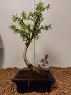 Lariks bonsai (Larix) - Hoogte (boom): 30 cm - Diepte