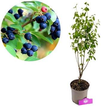 Amelanchier alnifolia Smokey + pot 17cm, Verzenden, Volle zon