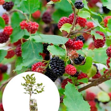 Moerbei Mojo Berry container (P18) Groen, Wit, Verzenden